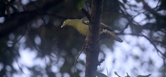 Treron griseicauda