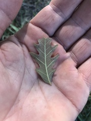 Quercus sinuata