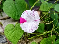 Ipomoea purpurea