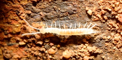 Scutigerellidae