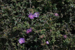 Disphyma crassifolium