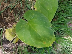 Matelea hirtelliflora