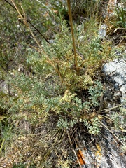 Phlojodicarpus sibiricus