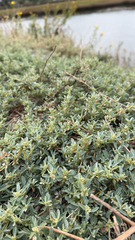 Atriplex semibaccata