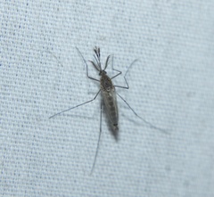 Aedes vexans