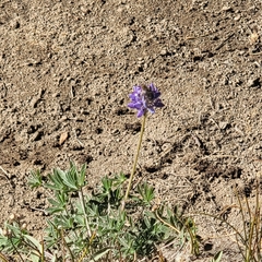 Lupinus lepidus