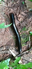 Diplopoda