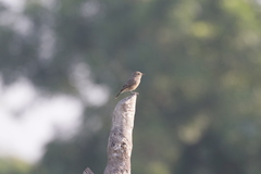 Saxicola caprata