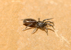 Zelotes