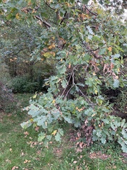Quercus robur