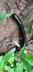 Diplopoda