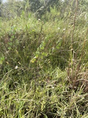 Symphyotrichum subulatum elongatum