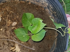 Matelea hirtelliflora