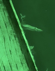 Doryteuthis opalescens