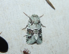 Lacinipolia laudabilis