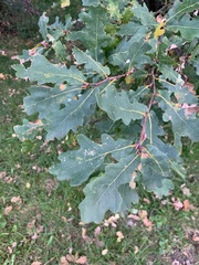 Quercus robur