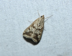 Achyra bifidalis
