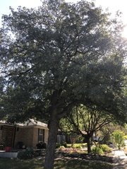 Quercus sinuata