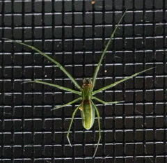 Tetragnatha viridis