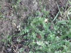 Mniaceae