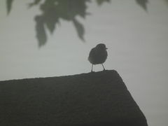 Phoenicurus fuliginosus