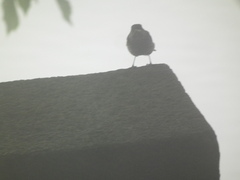 Phoenicurus fuliginosus