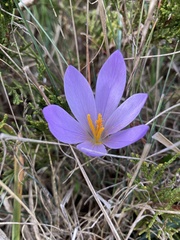 Crocus serotinus