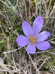 Crocus serotinus