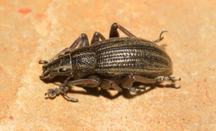 Sciobius