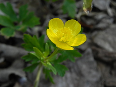 Ranunculus bulbosus
