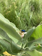 Chrysochus cobaltinus