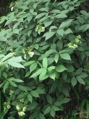 Hydrangea chinensis