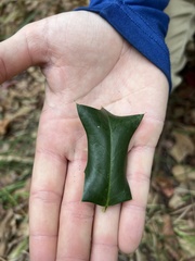 Ilex cornuta