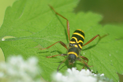 Clytus arietis