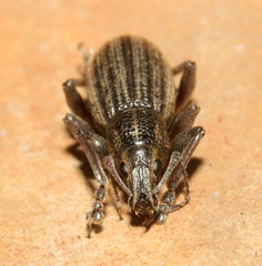 Sciobius