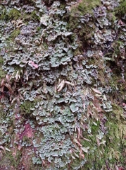 Cladonia digitata