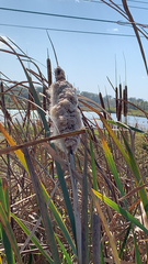 Typha × glauca