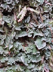 Cladonia digitata