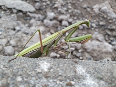 Mantis religiosa