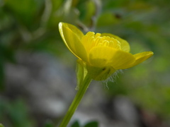 Ranunculus bulbosus