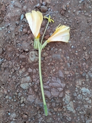 Oenothera affinis