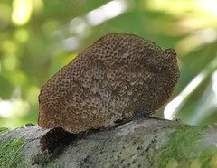 Hexagonia tenuis