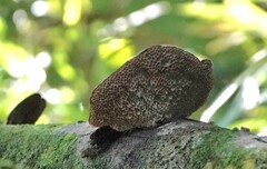 Hexagonia tenuis