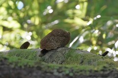 Hexagonia tenuis