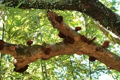Hexagonia tenuis