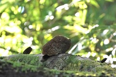 Hexagonia tenuis