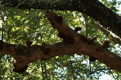 Hexagonia tenuis