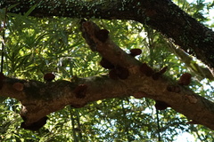 Hexagonia tenuis