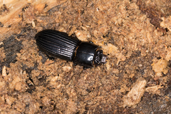 Passalus punctatostriatus