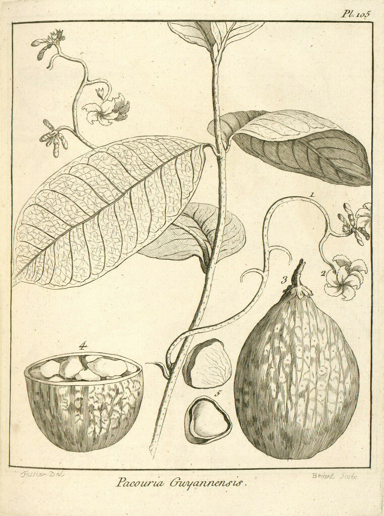 Pacouria